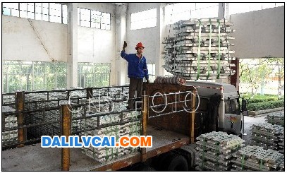 11月12日,中國鋁業廣西分公司電解鋁廠工人把鋁錠吊裝上車,準備外運銷售。